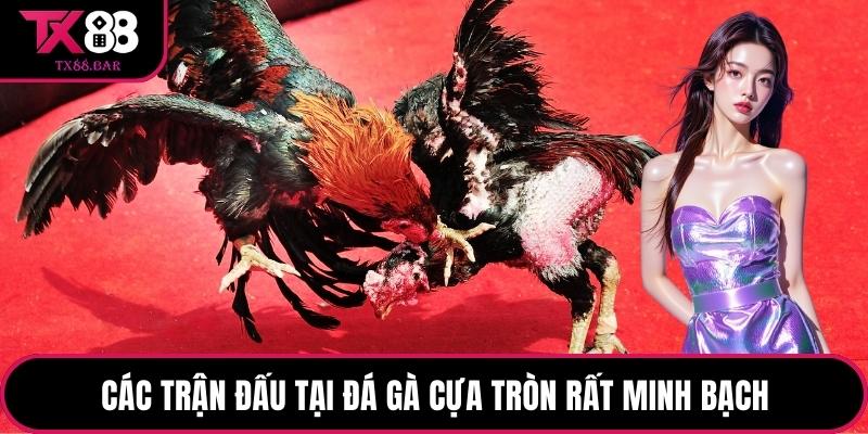 Các trận đấu tại đá gà cựa tròn rất minh bạch