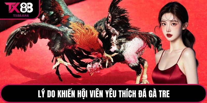 Lý do khiến hội viên yêu thích đá gà tre