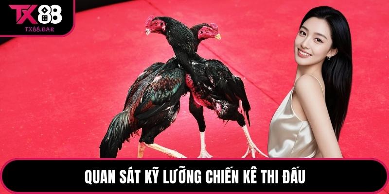 Quan sát kỹ lưỡng chiến kê thi đấu