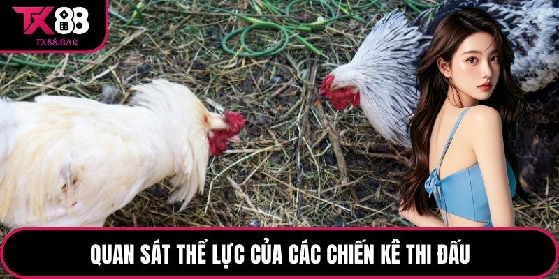 Quan sát thể lực của các chiến kê thi đấu